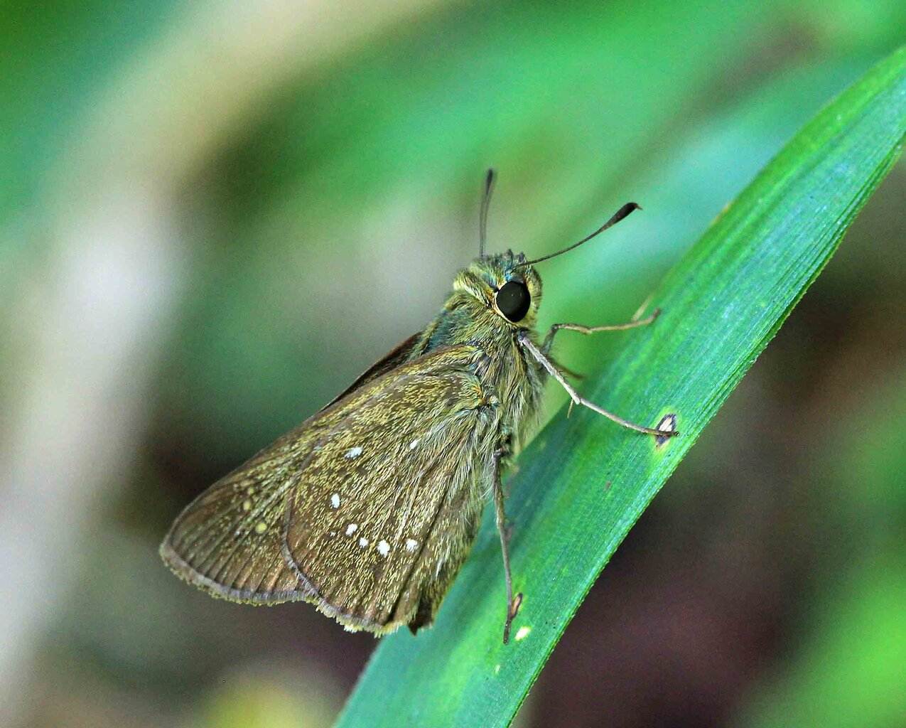 ずんぐりした コチャバセセリ チャバネセセリ オオチャバネセセリ イチモンジセセリ こん近のblog