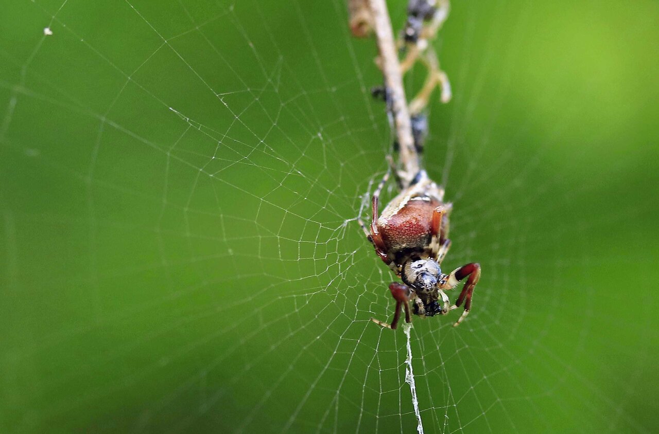 ゴミ収集する シマゴミグモ・コガネグモダマシ : こん近のblog