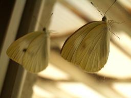 シロヒトリ 日々をふりカエル