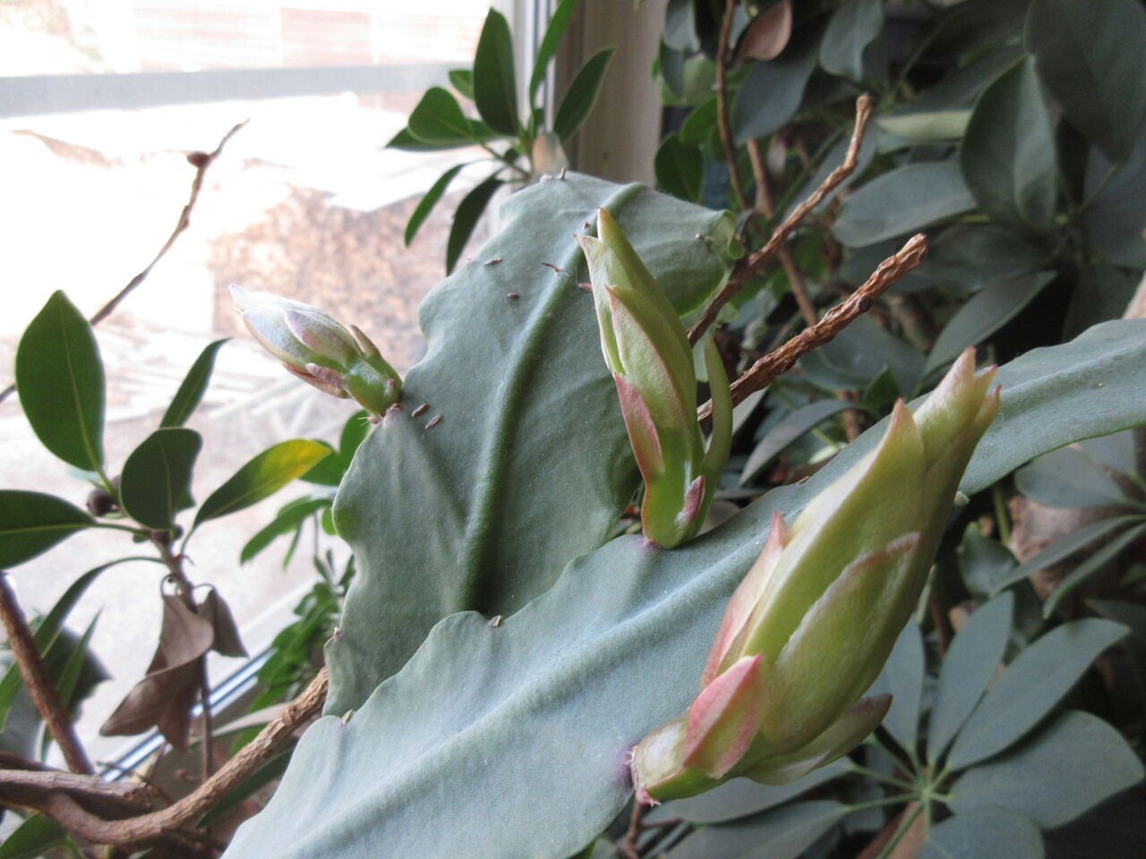 サボテンにつぼみが 北海道 稚内のライダーハウスみどり湯のブログ