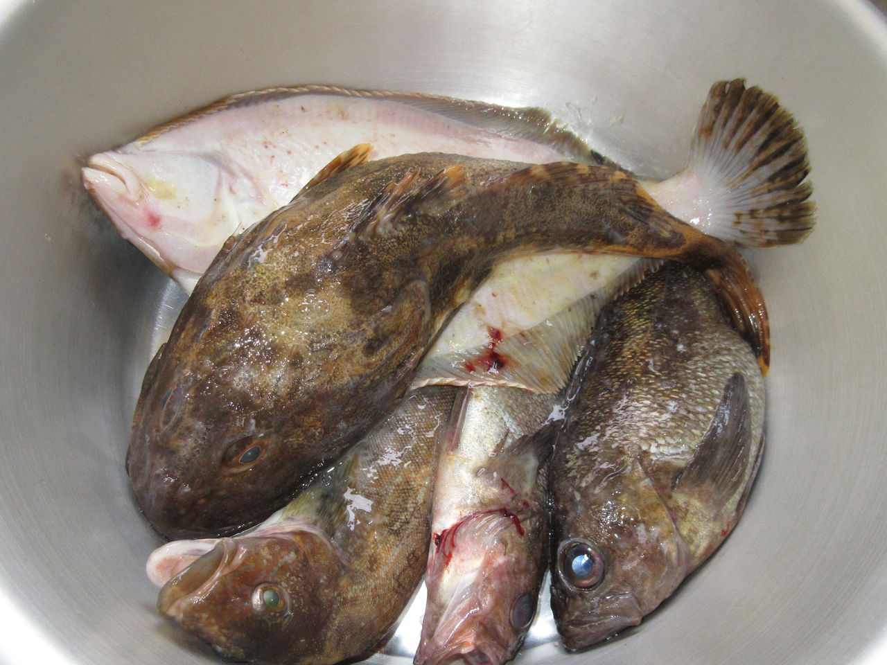 朝早く 玄関に魚が 北海道 稚内のライダーハウスみどり湯のブログ