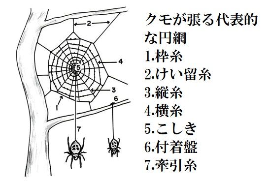クモの糸 筋膜の中に有るもの オステオパスの独り言 クモの糸 筋膜の中に有るもの オステオパスの独り言