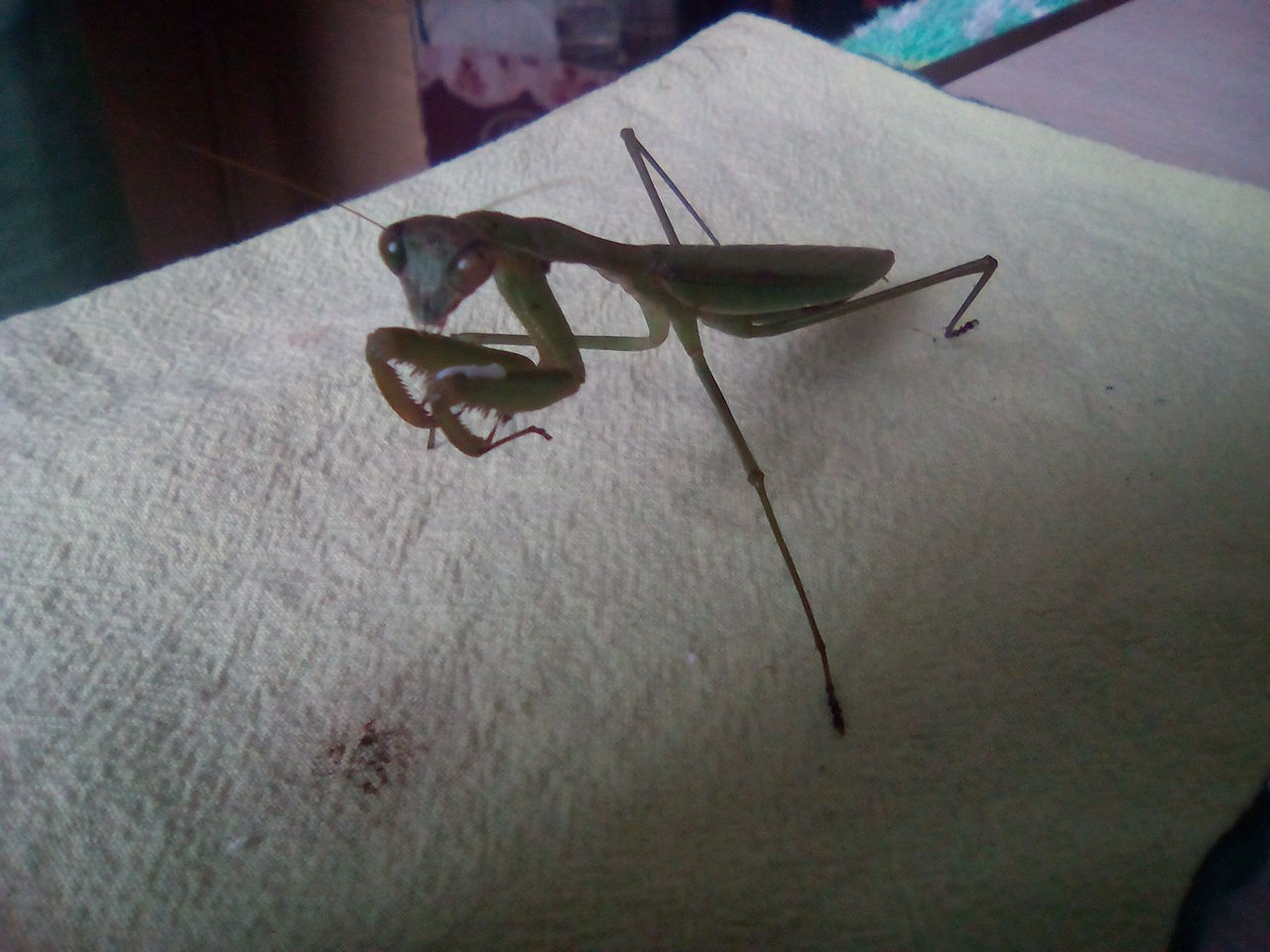 17 3月のカマキリ 成虫越冬写真 長寿 月へのグラデーション