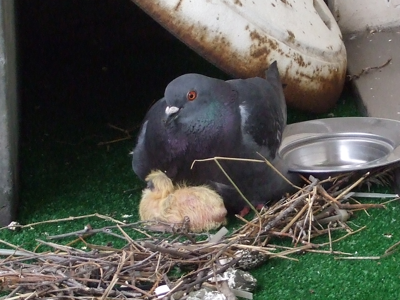 鳩のヒナ ぶぅの山