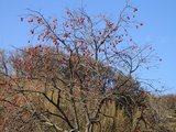 04a32987.jpg
