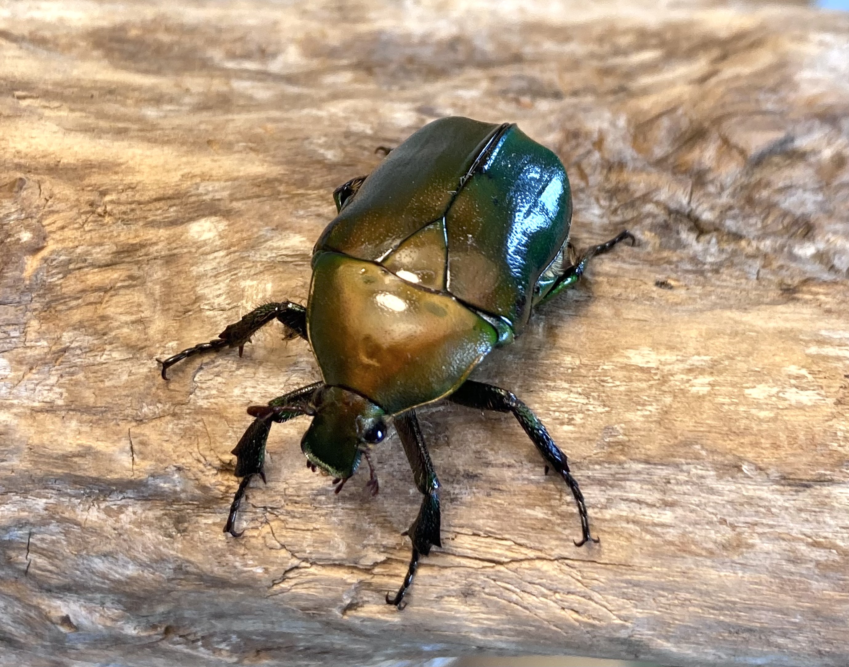 カナブン　甲虫　水彩画 虫 昆虫 コガネムシ 水彩の写真素材 - PIXTA