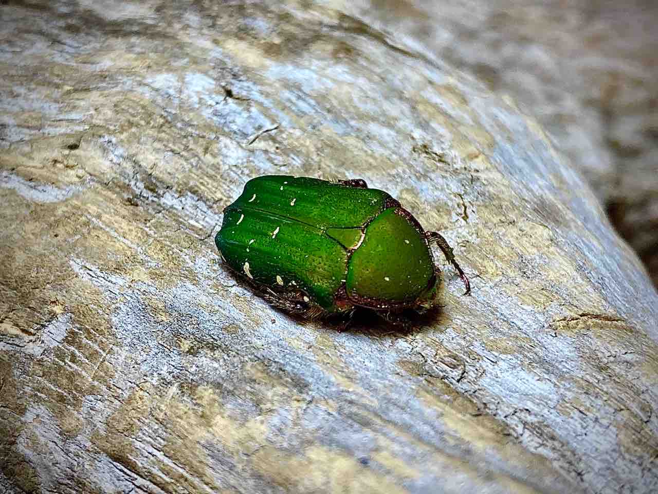 アオハナムグリ 紹介 三亜種総集編 国ブン手稿