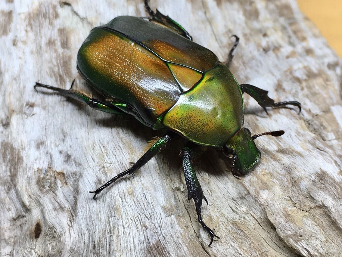 カナブン（ナミカナブン） : 国ブン手稿（工事中）