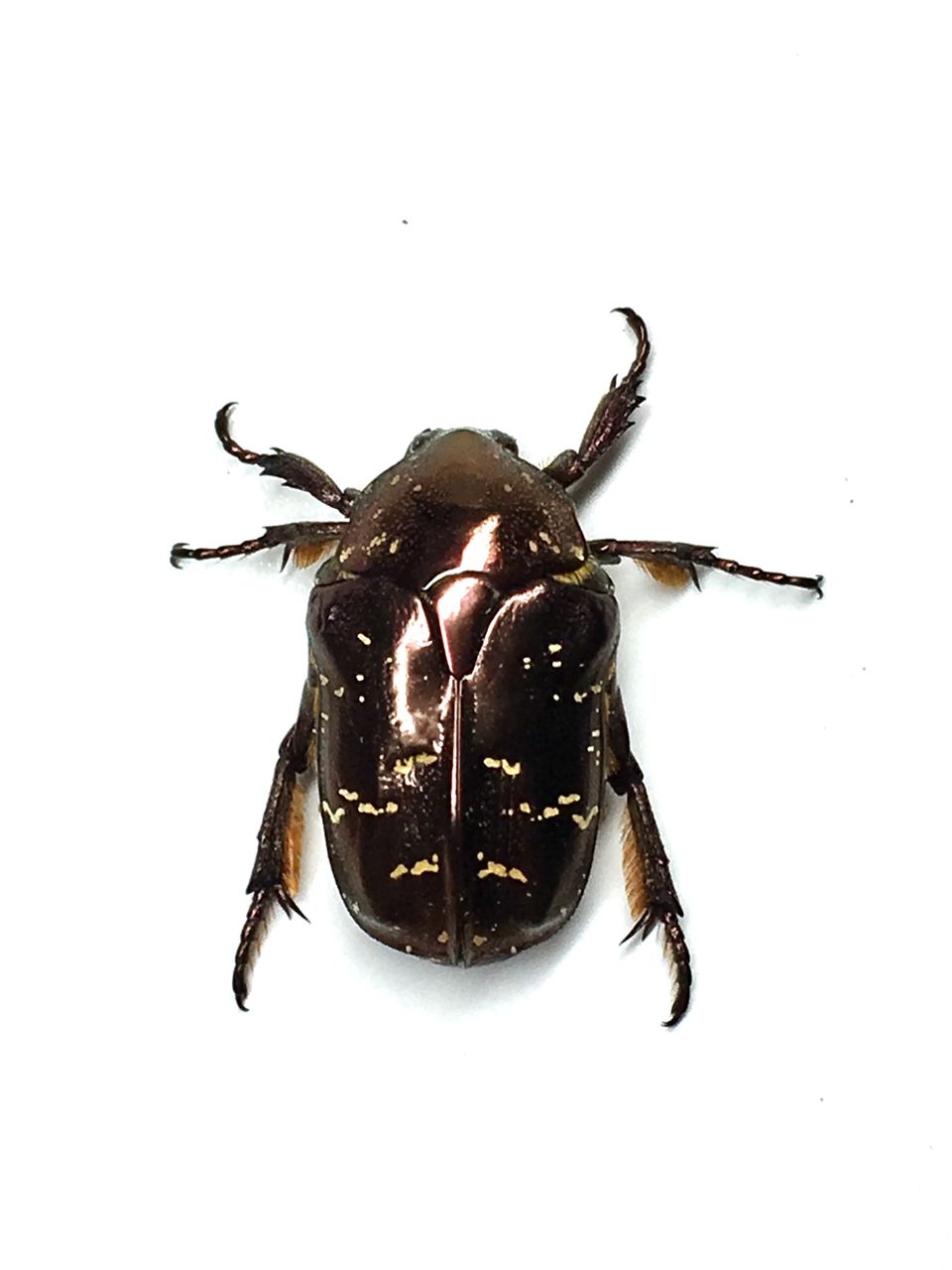 国産ブンブン 国ブン手稿