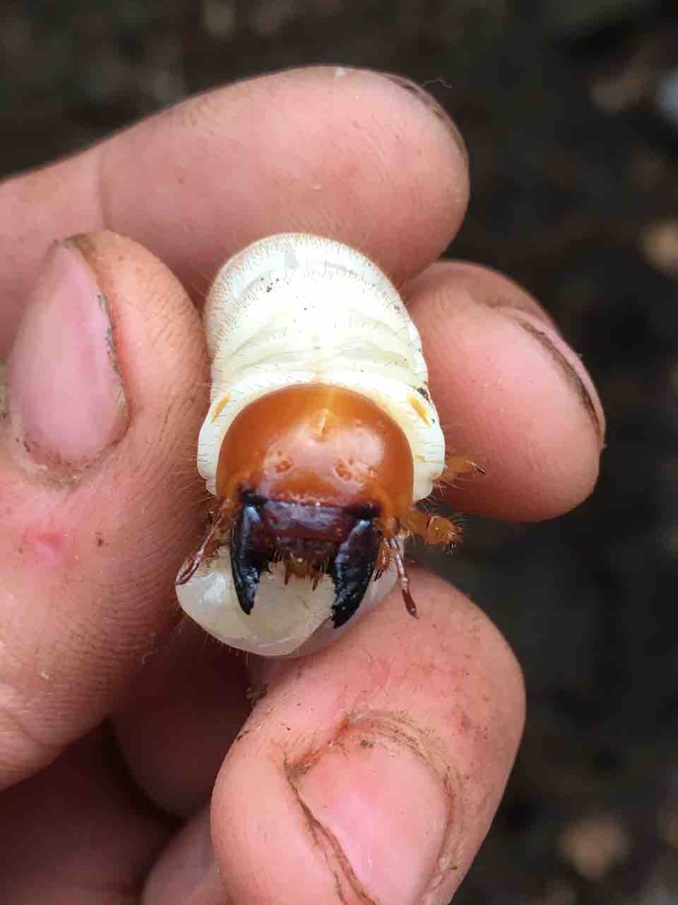 ミヤマクワガタ、ノコギリ幼虫に抜群！800mlボトル入プレミアム発酵マット40本 ミヤマクワガタ、ノコギリ幼虫に抜群！800mlボトル入プレミアム発酵