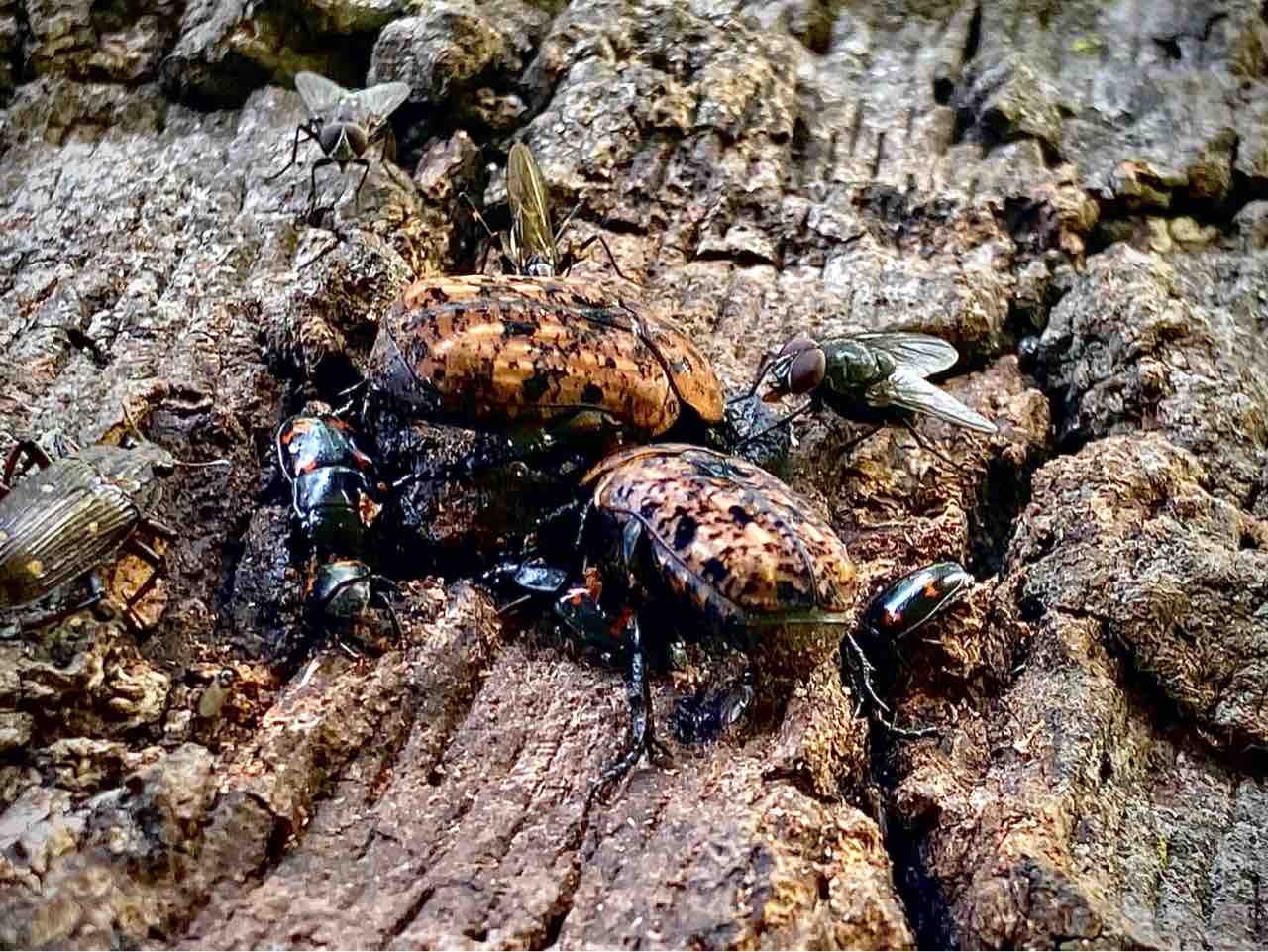 アカマダラハナムグリ 紹介 国ブン手稿 アカマダラハナムグリ 紹介 国ブン手稿