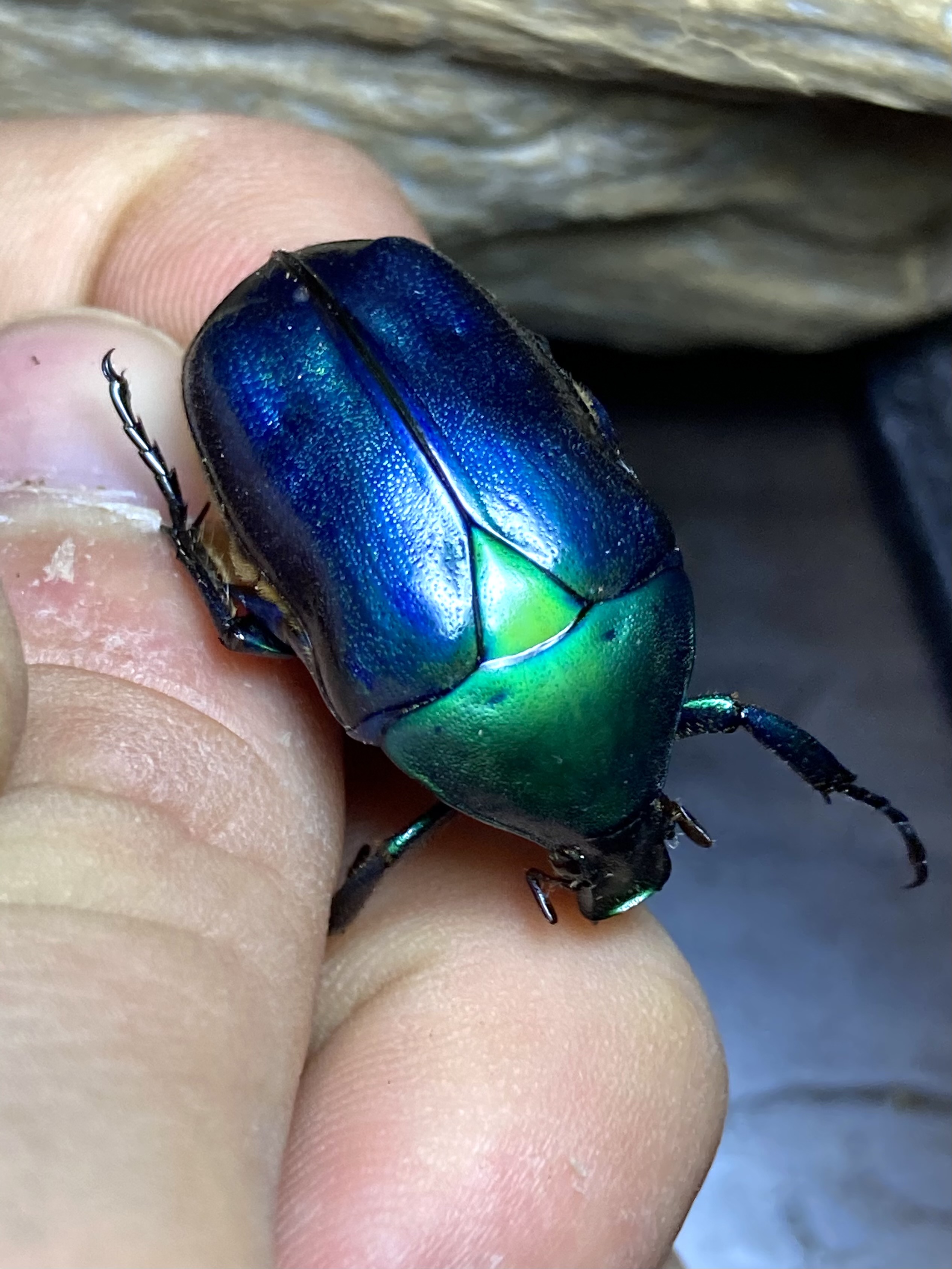 青系カナブン(ナミカナブン)のペア 青いカナブンのペア(ナミカナブン