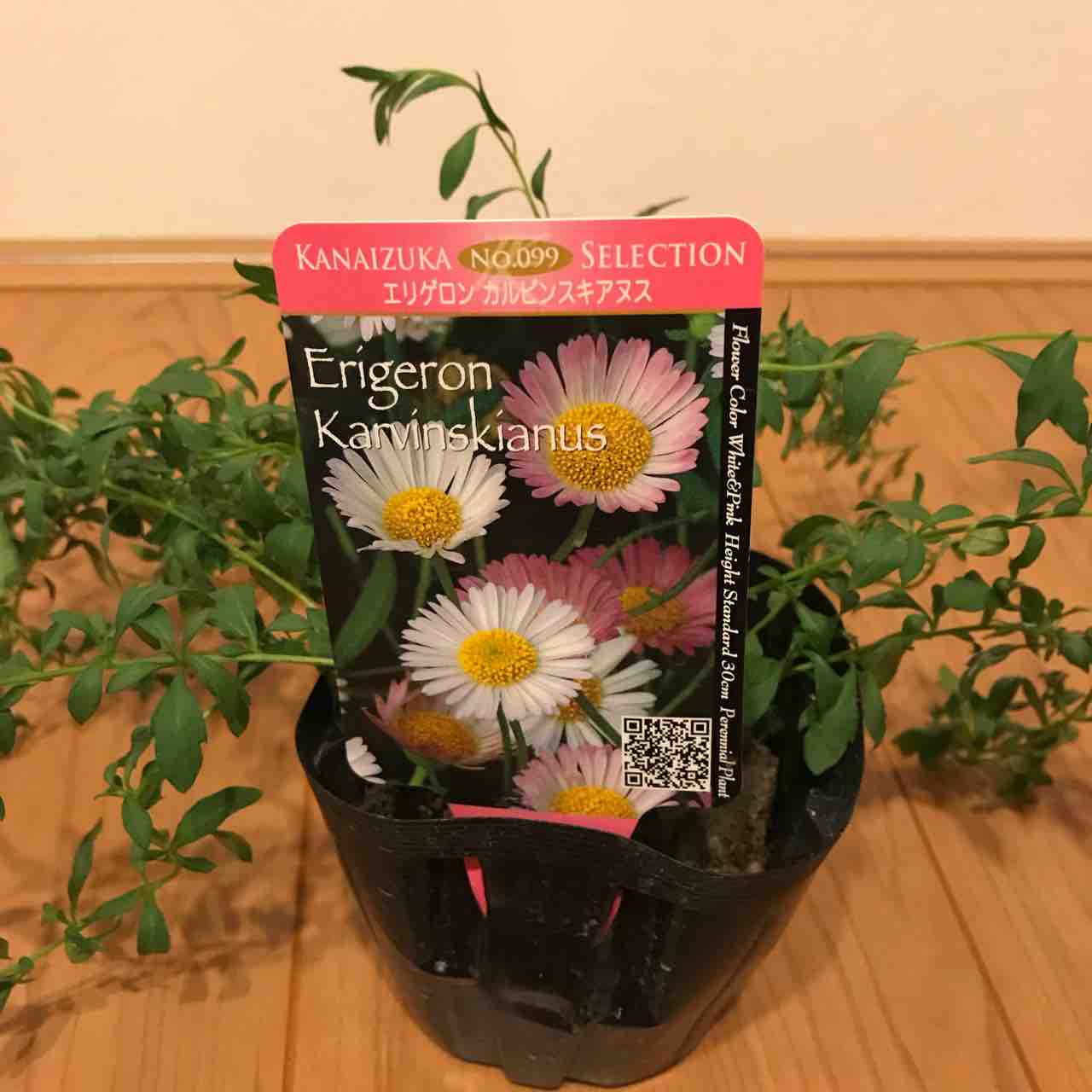 エリゲロン カルビンスキアヌス の成長記録 きの子のdiyガーデン