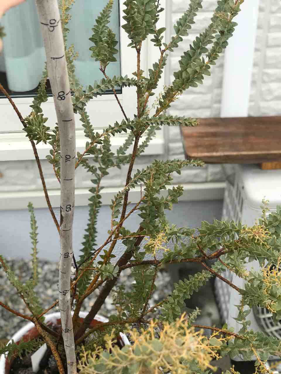 初めての蕾 600円の三角葉アカシア ミモザ きの子のdiyガーデン 初めての蕾 600円の三角葉アカシア ミモザ きの子のdiyガーデン