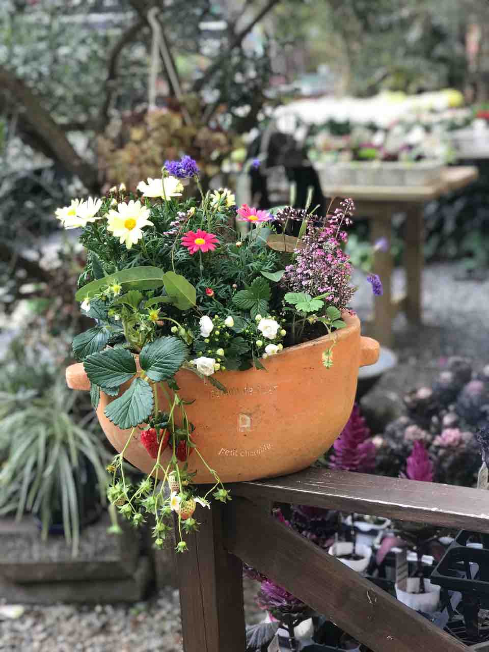 イチゴの苗を使った寄せ植えを作った : きの子のDIYガーデン