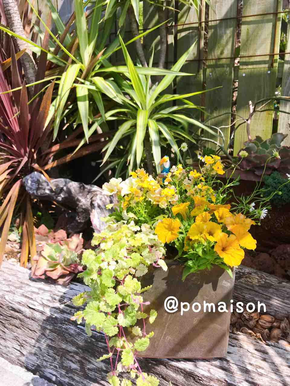 母の日のプレゼント お花の寄せ植え きの子のdiyガーデン 母の日のプレゼント お花の寄せ植え きの子のdiyガーデン