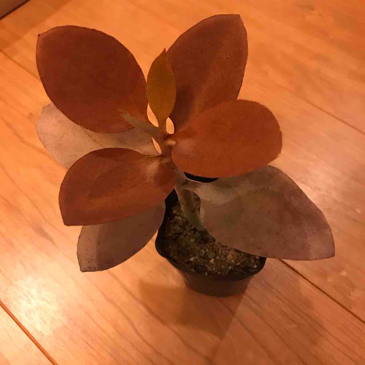 多肉をまた買っちゃった ๑ ლ ๑ ﾌﾌ きの子のdiyガーデン