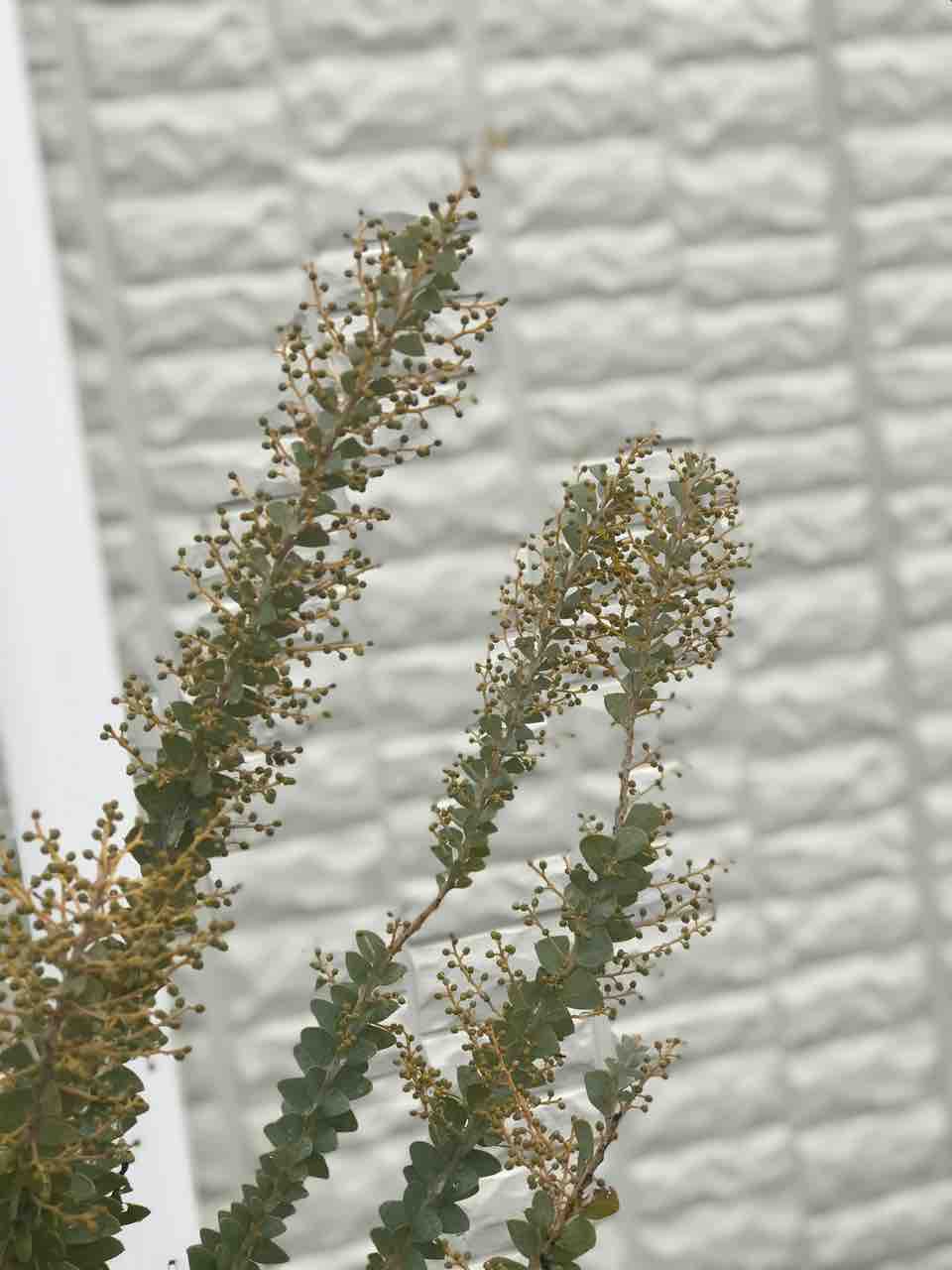 アカシア サンカクバアカシア つぼみ付き サンカクバアカシア | Acacia