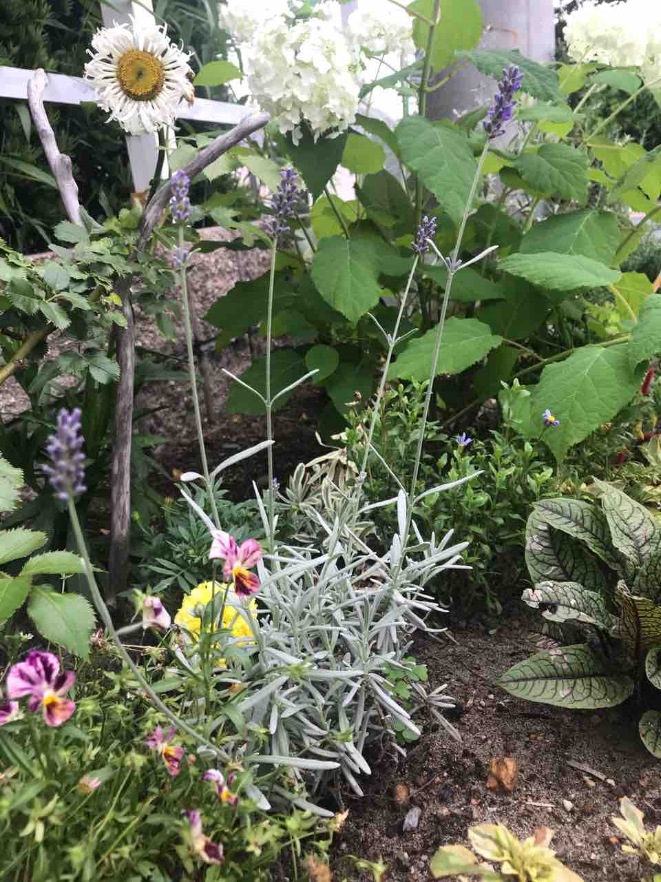 ラベンダーの成長記録 きの子のdiyガーデン