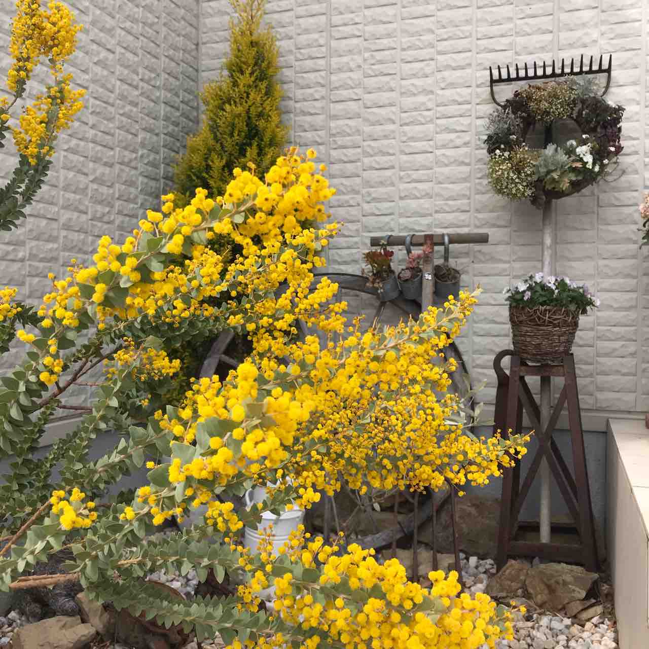 600円の三角葉アカシア(ミモザ)の成長記録2020 : きの子のDIYガーデン