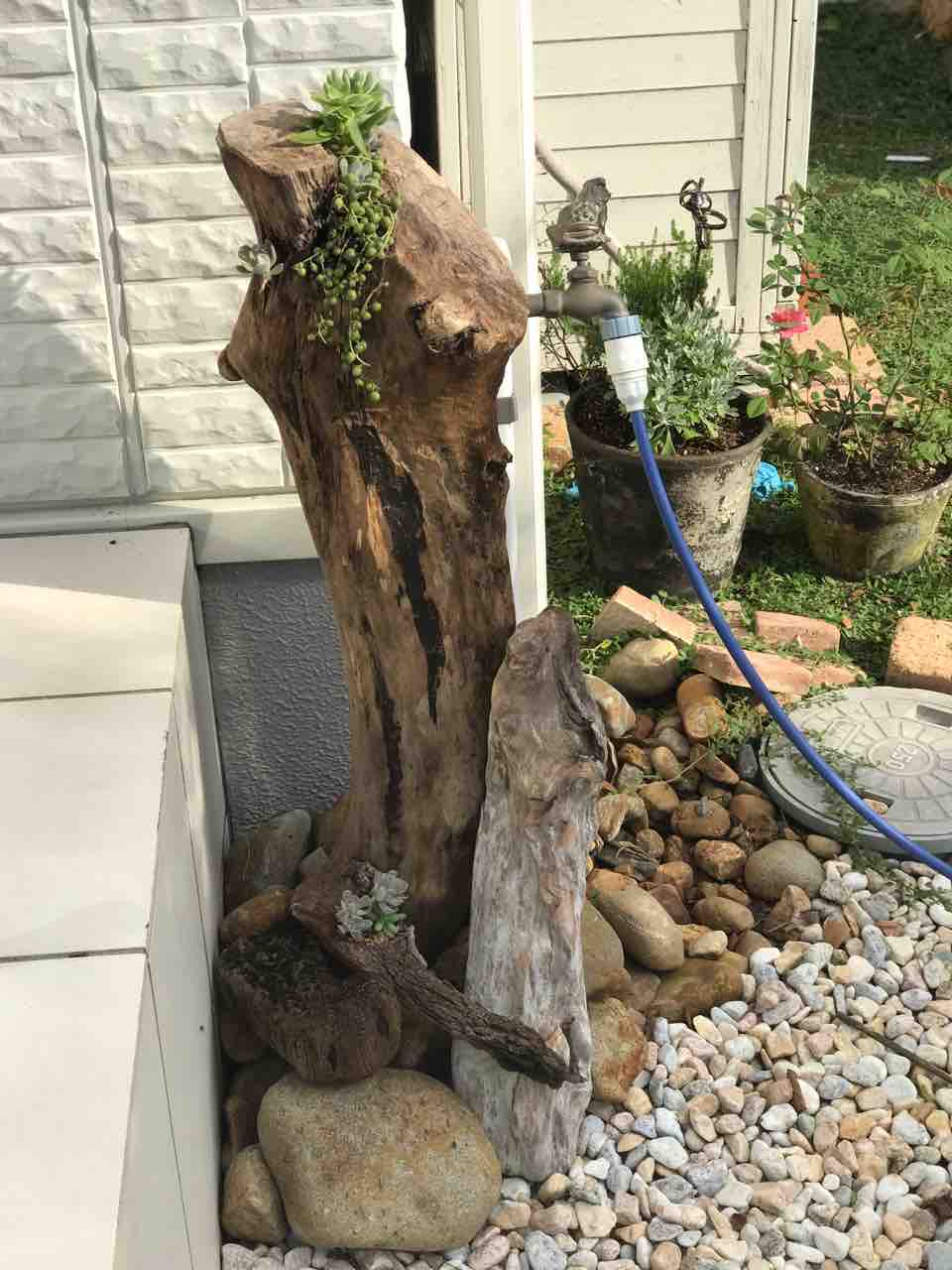 流木に多肉 大きな松ぼっくりを拾った きの子のdiyガーデン