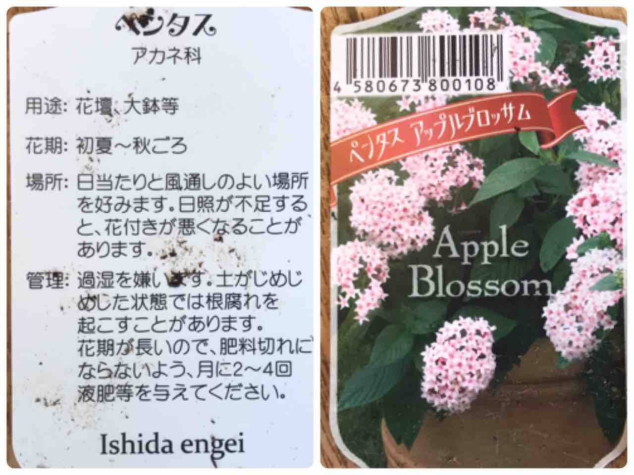 夏の寄せ植えの今 10月 きの子のdiyガーデン