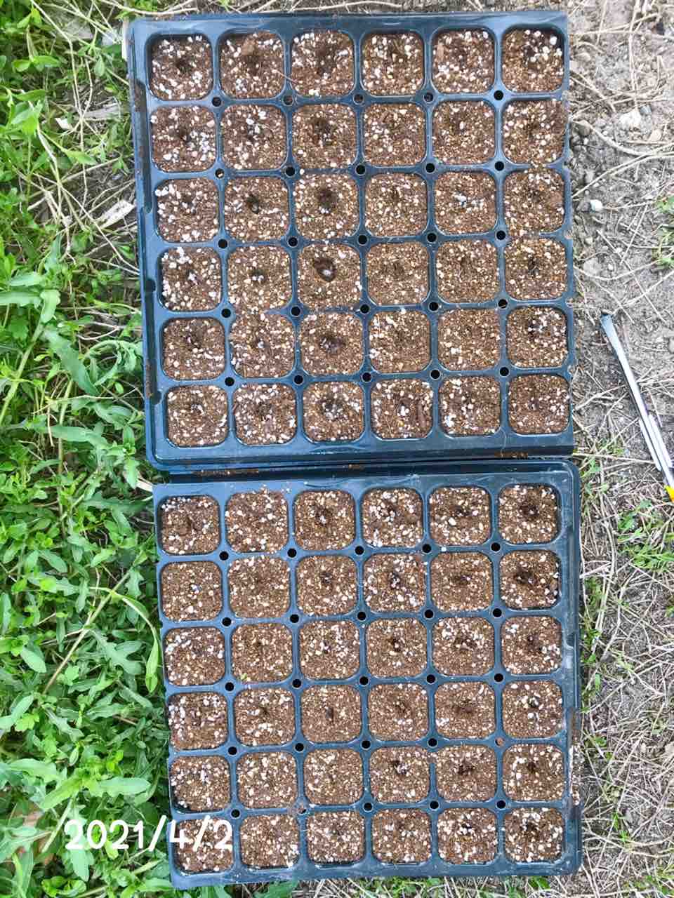 千日紅 ネオン ミックス 種まきからの成長記録21 きの子のdiyガーデン 千日紅 ネオン ミックス 種まきからの成長記録21 きの子のdiyガーデン