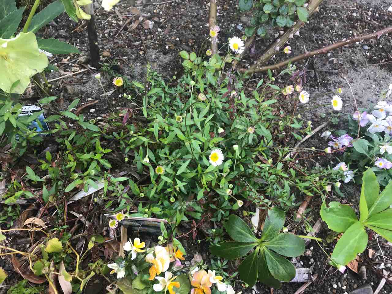 エリゲロン カルビンスキアヌス の成長記録 きの子のdiyガーデン