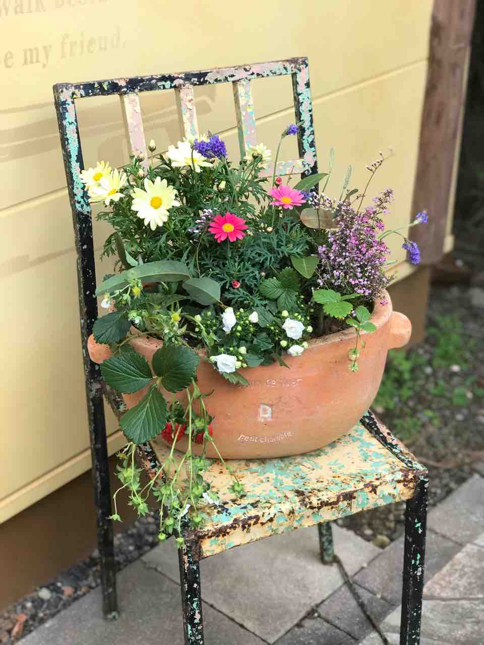 イチゴの苗を使った寄せ植えを作った : きの子のDIYガーデン