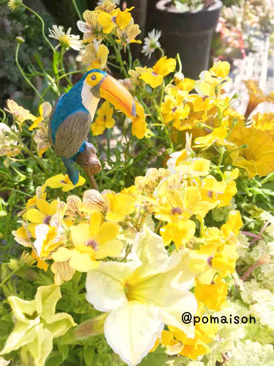 母の日のプレゼント お花の寄せ植え きの子のdiyガーデン 母の日のプレゼント お花の寄せ植え きの子のdiyガーデン