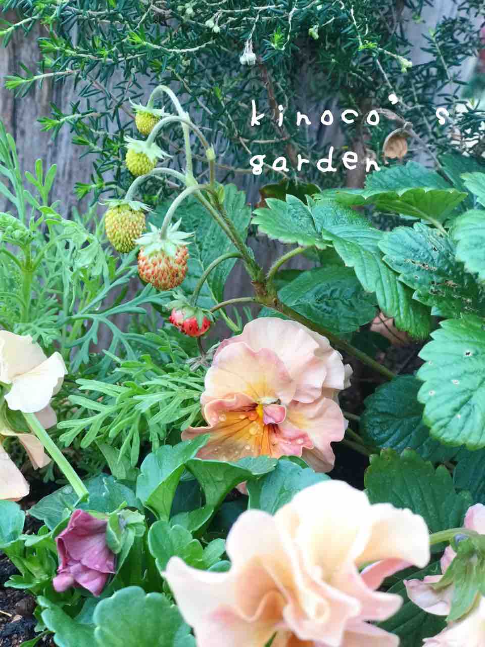 ワイルドストロベリーの寄せ植えをリメイク きの子のdiyガーデン