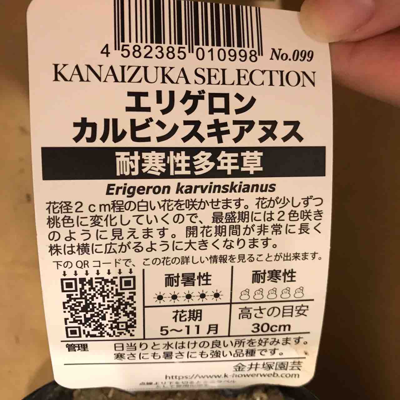 エリゲロン カルビンスキアヌス の成長記録 きの子のdiyガーデン