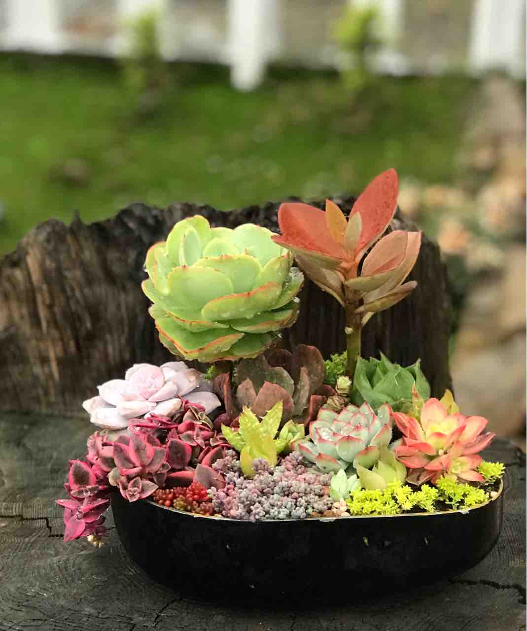 多肉の寄せ植えと優しい御主人様 艸 きの子のdiyガーデン