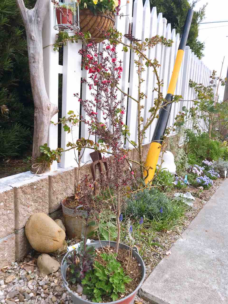 ギョリュウバイのスタンダード仕立て きの子のdiyガーデン ギョリュウバイのスタンダード仕立て きの子のdiyガーデン