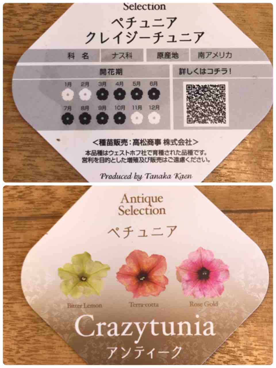 母の日のプレゼント お花の寄せ植え きの子のdiyガーデン 母の日のプレゼント お花の寄せ植え きの子のdiyガーデン