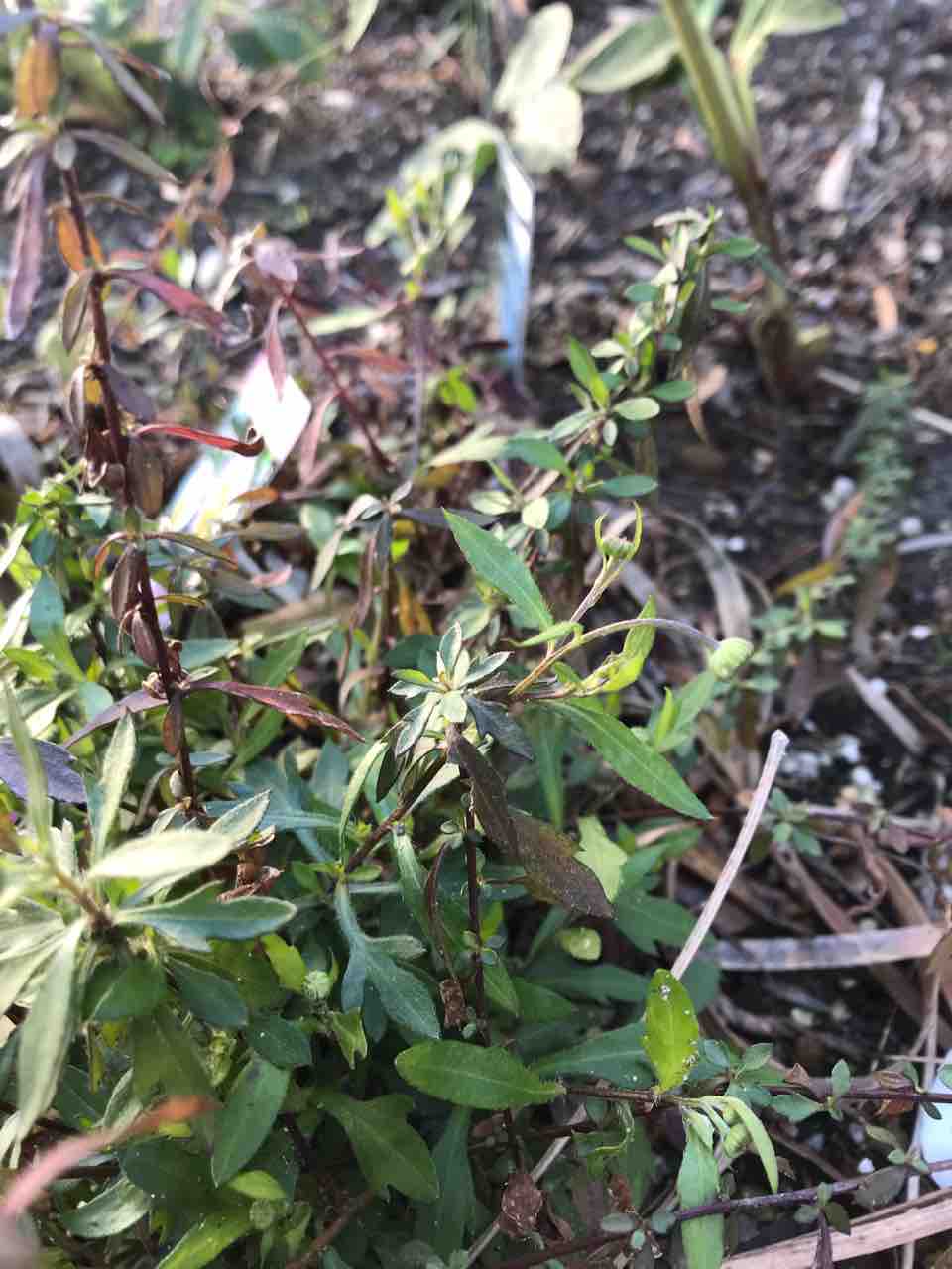 エリゲロン カルビンスキアヌス の成長記録 きの子のdiyガーデン