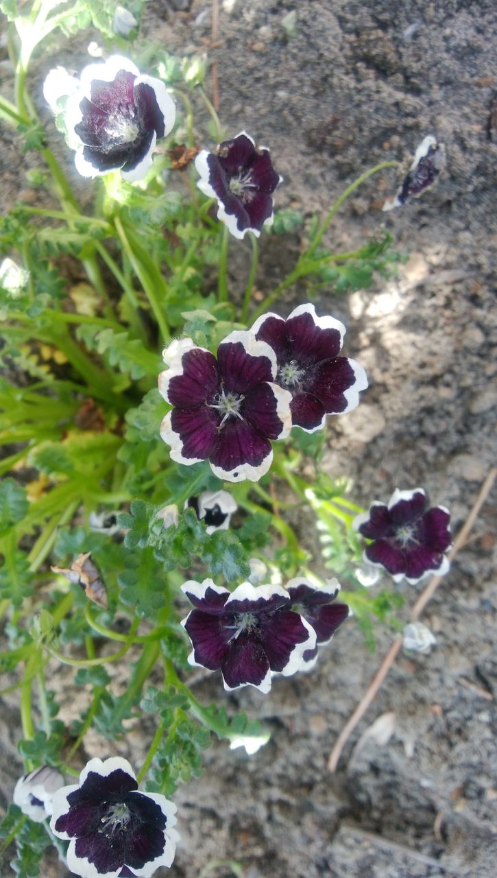 ネモフィラ ペニーブラック 風に負けた きの子のdiyガーデン ネモフィラ ペニーブラック 風に負けた きの子のdiyガーデン