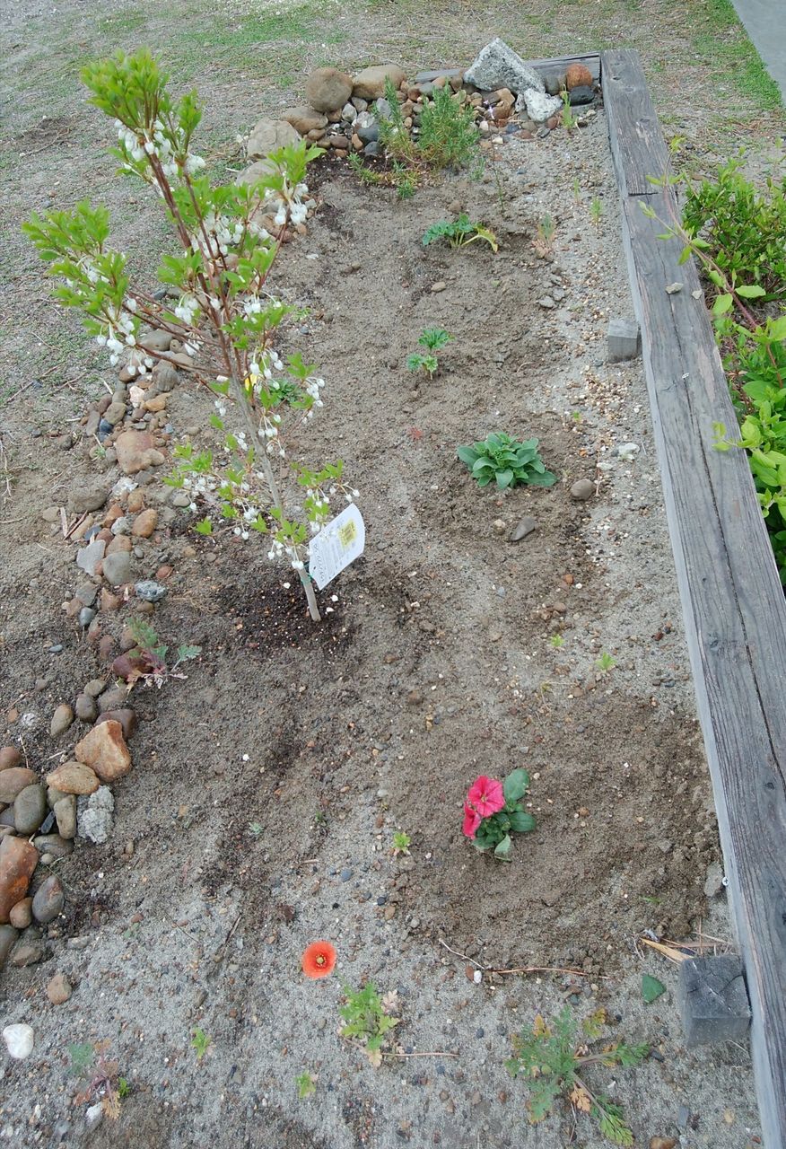 ドウダンツツジの成長記録18から きの子のdiyガーデン