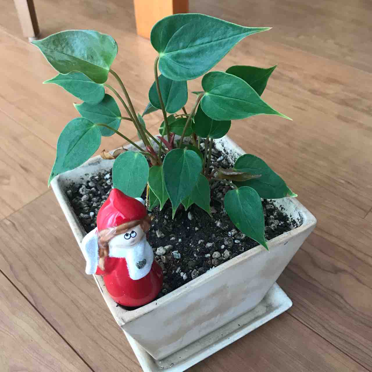 きの子のdiyガーデン アンスリウム