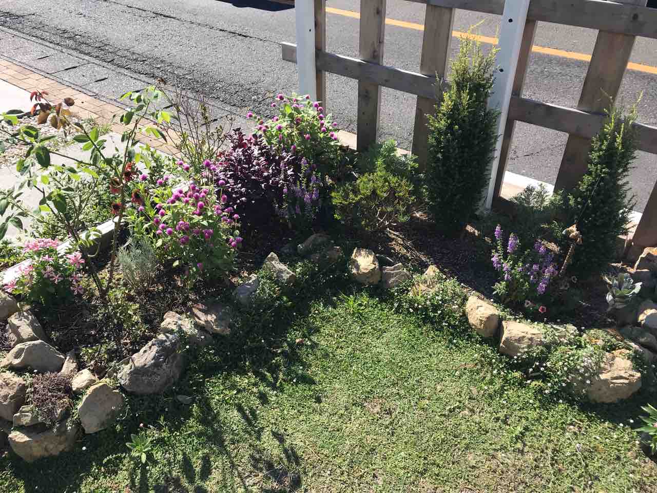 ｄｉｙ花壇にお花を植えたペンタス ラムズイヤー きの子のdiyガーデン