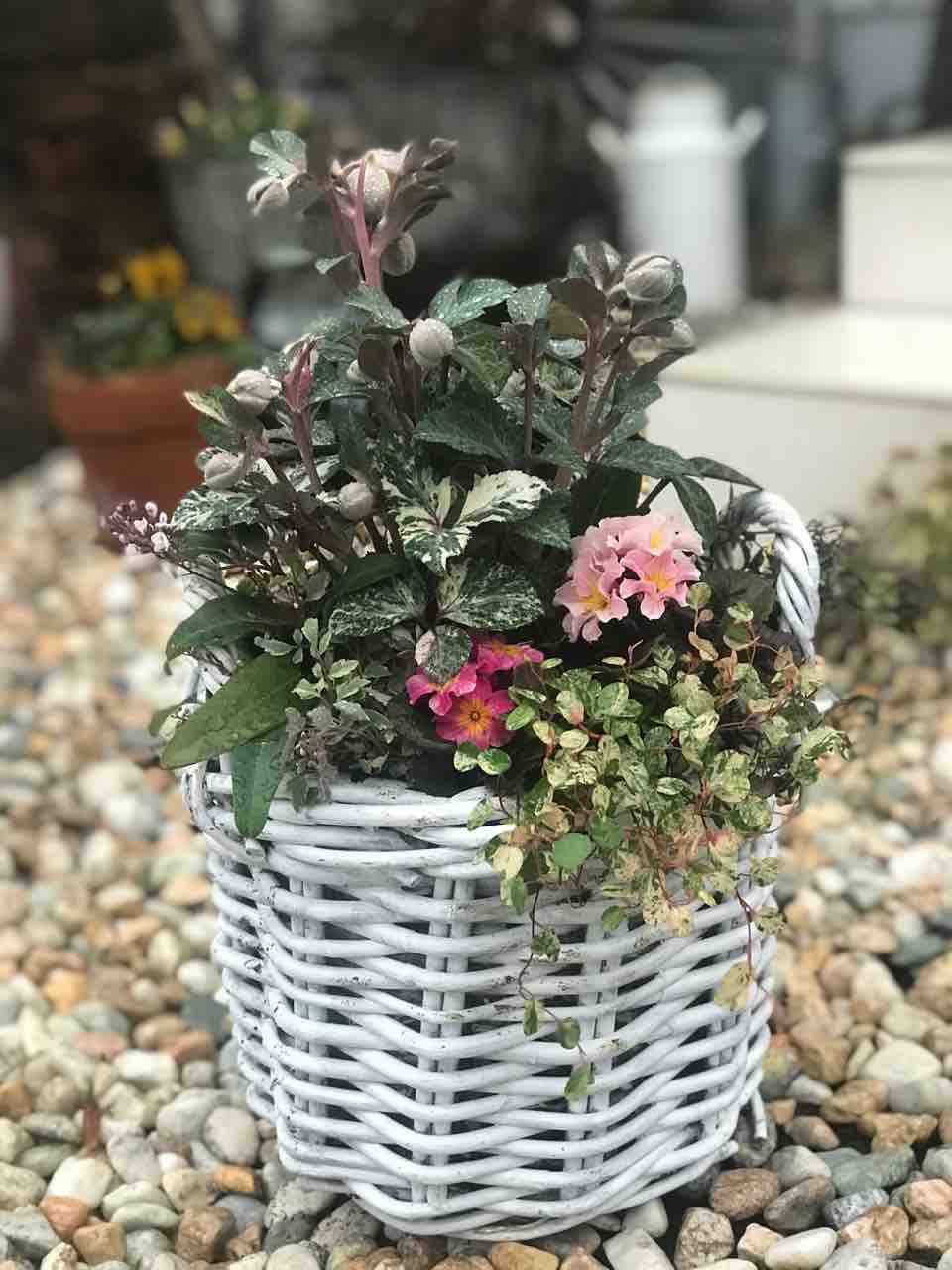 クリスマスローズの寄せ植えだよ きの子のdiyガーデン