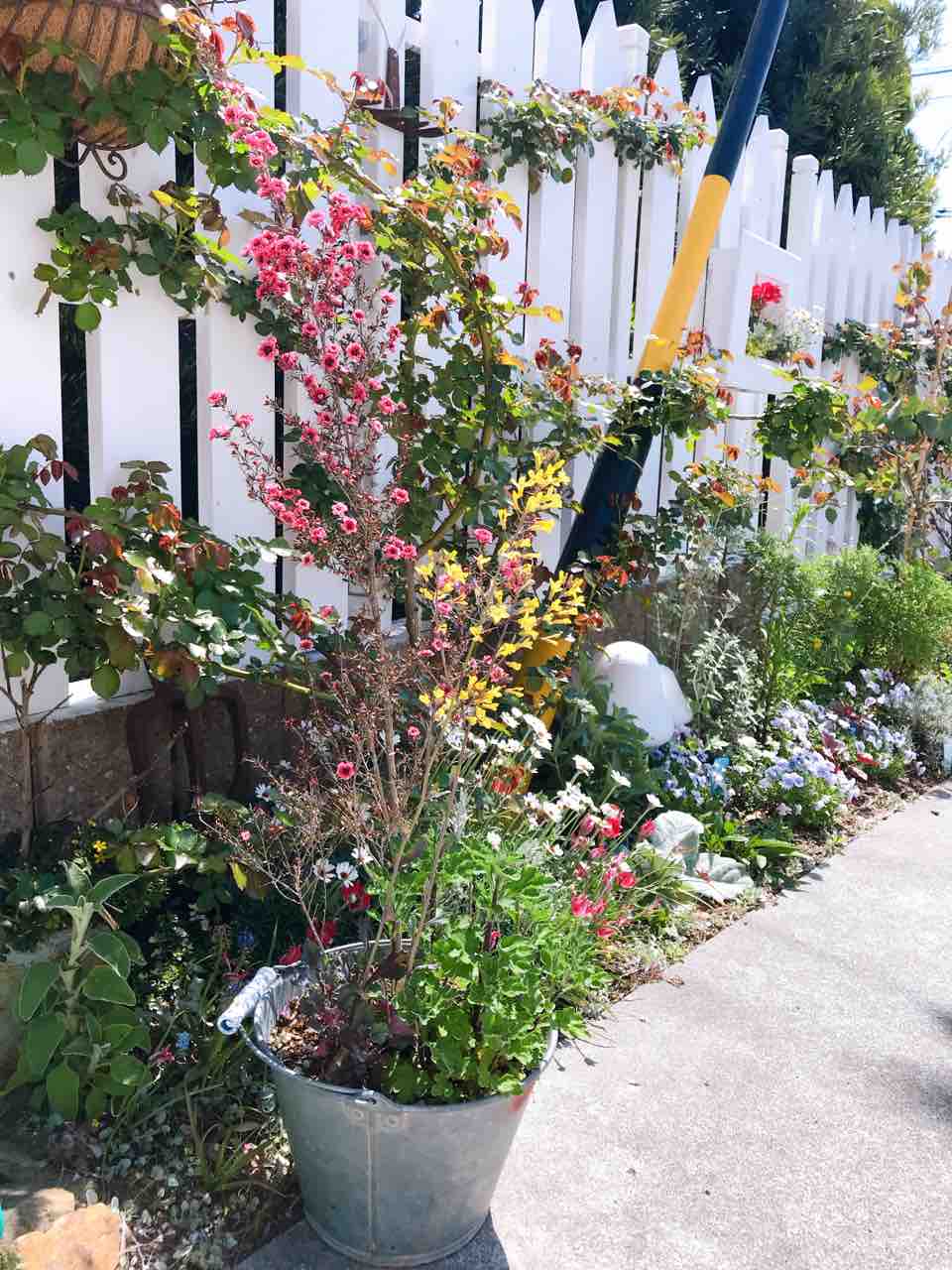 ギョリュウバイのスタンダード仕立て きの子のdiyガーデン ギョリュウバイのスタンダード仕立て きの子のdiyガーデン