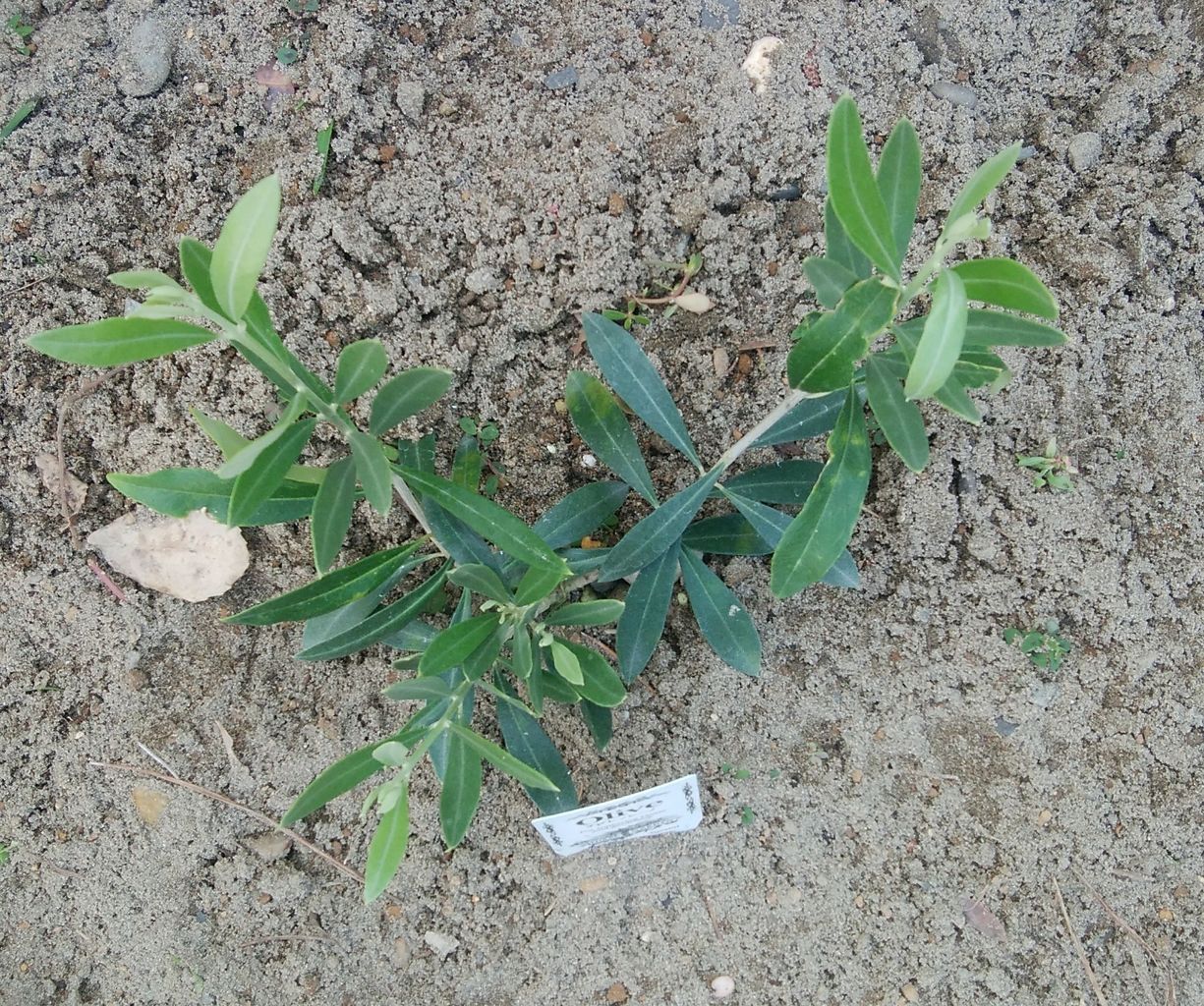 500円オリーブシプレシーノの成長記録18から きの子のdiyガーデン