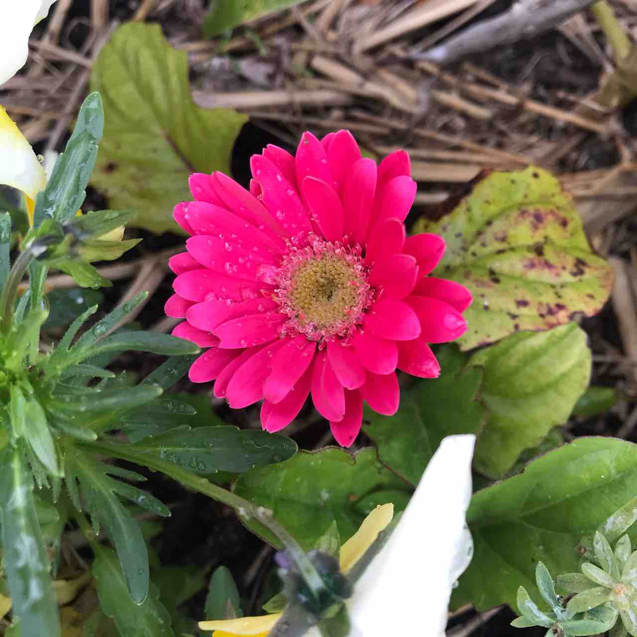 ガーベラ2年ぶりのはじめての蕾 きの子のdiyガーデン