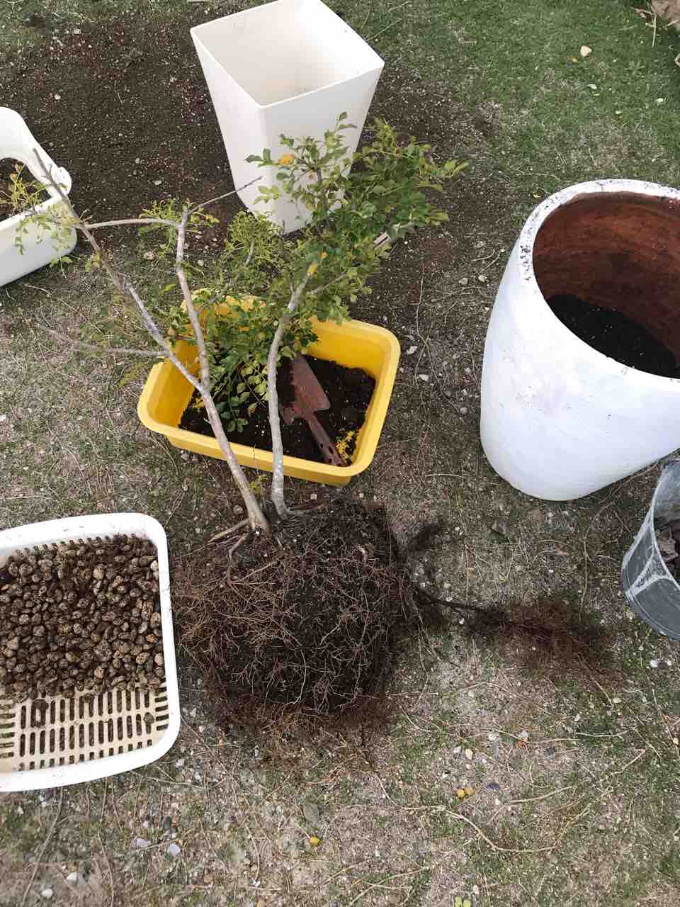 シマトネリコと三角葉アカシア ミモザ の植え替え19 きの子のdiyガーデン シマトネリコと三角葉アカシア ミモザ の植え替え19 きの子のdiyガーデン