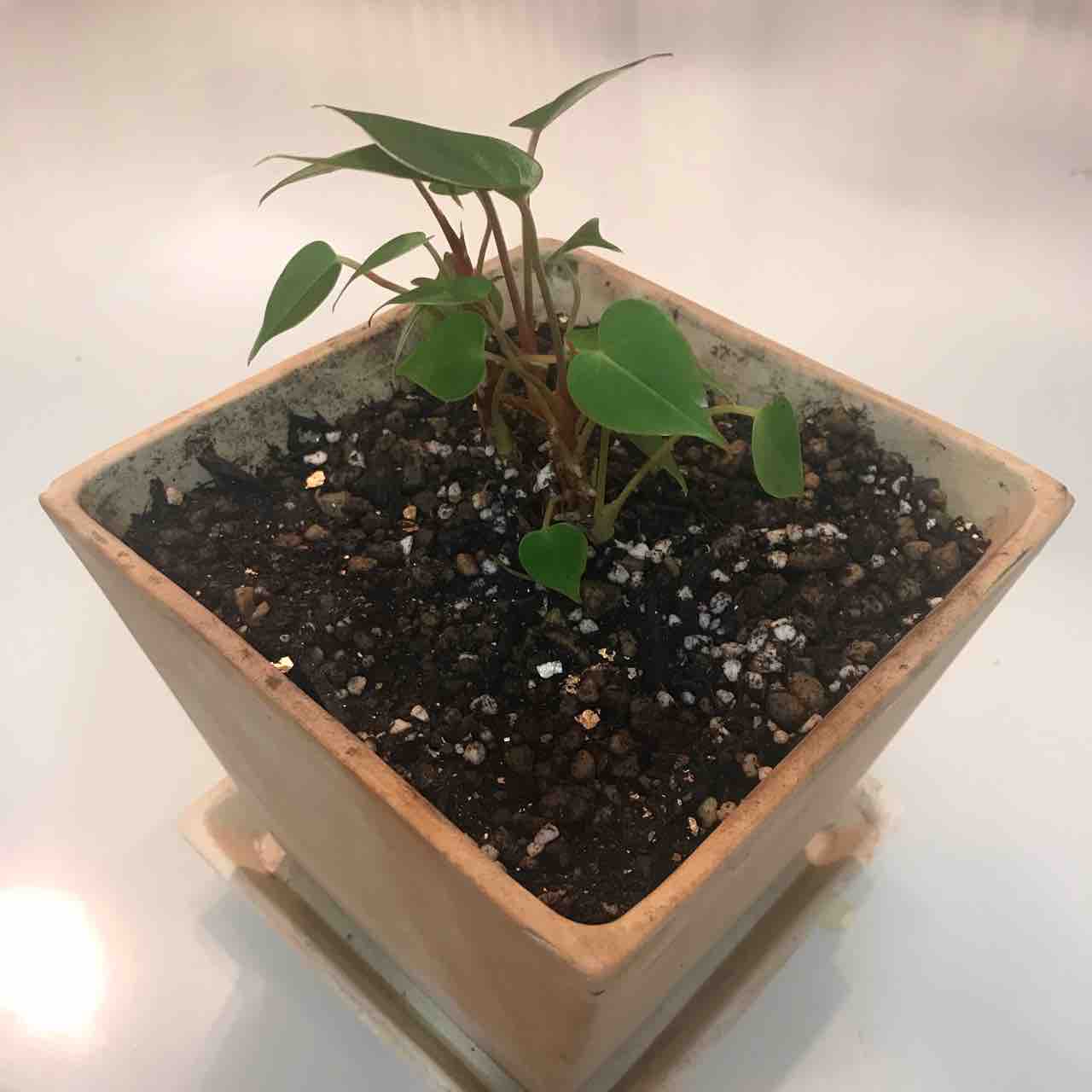 きの子のdiyガーデン アンスリウム