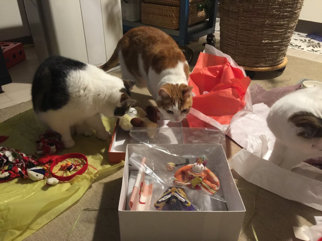 猫と雛人形 : はちみつという名前の猫だ