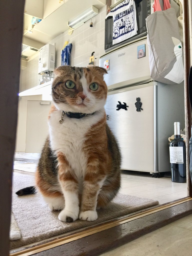 美人さんです。 : はちみつという名前の猫だ