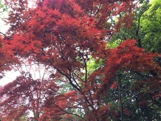 新芽が紅いもみじさん