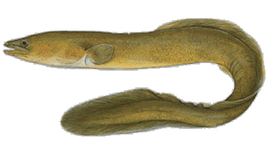 異種鰻 アフリカ産 みえたんブログ